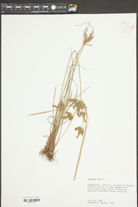 Cyperus iria image