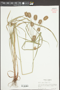 Cyperus lancastriensis image