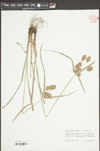 Cyperus lancastriensis image