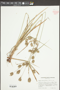 Cyperus lancastriensis image