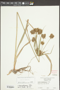 Cyperus lancastriensis image