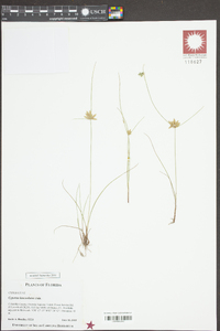 Cyperus lanceolatus image