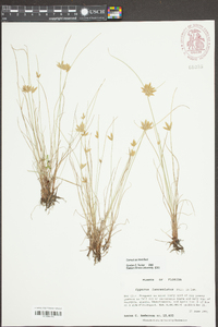 Cyperus lanceola image