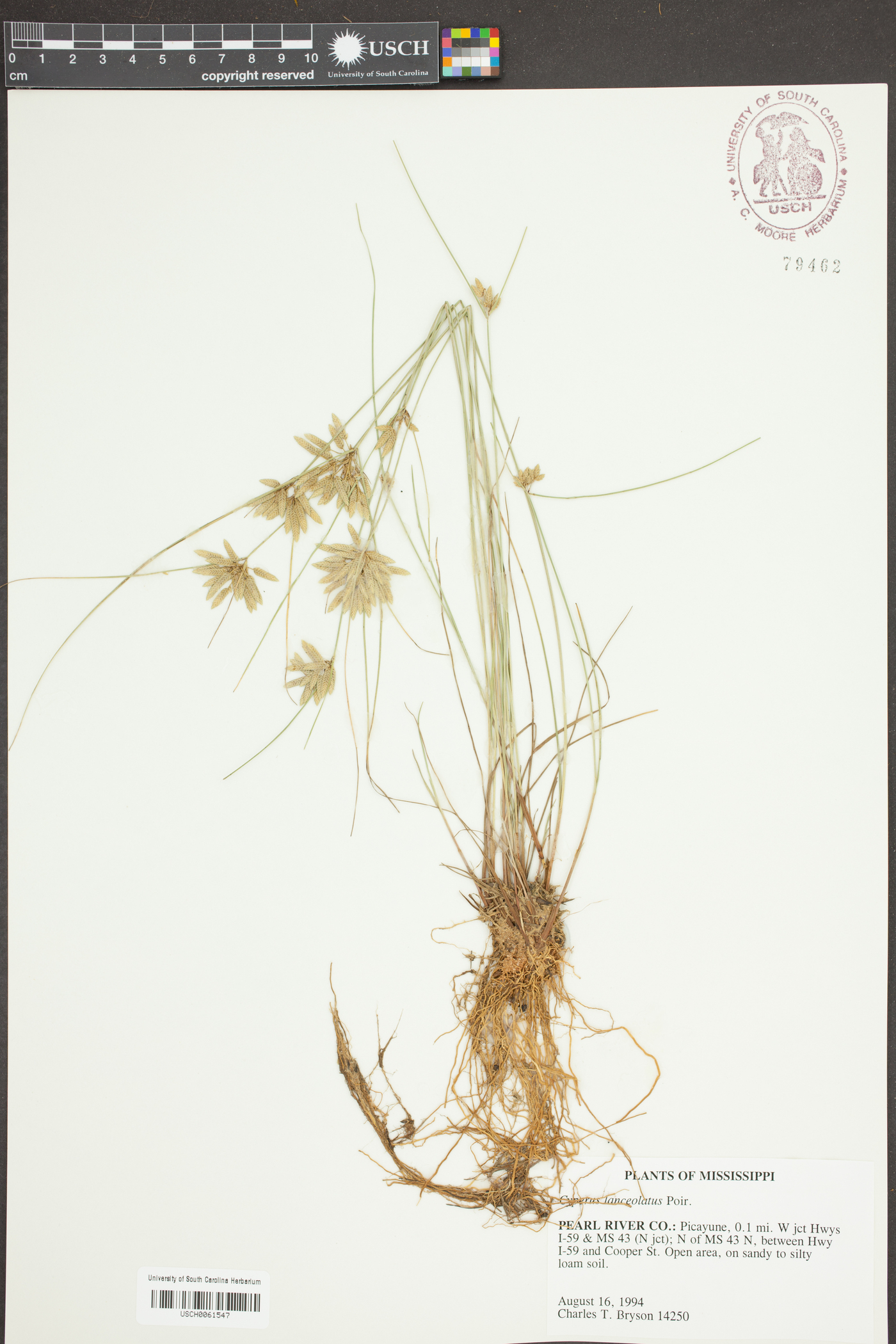 Cyperus lanceola image