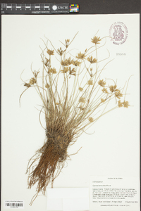 Cyperus lanceola image