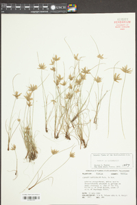 Cyperus lanceola image