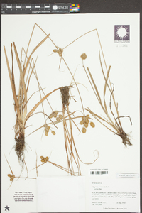 Cyperus ovatus image