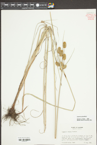 Cyperus ovatus image