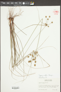 Cyperus nashii image