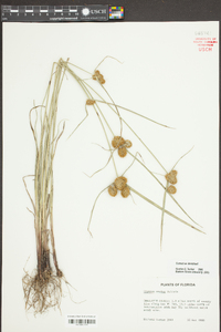 Cyperus ovatus image