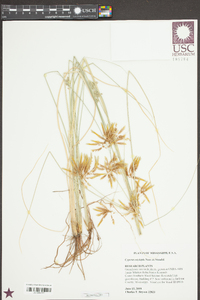 Cyperus oxylepis image