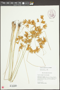 Cyperus oxylepis image