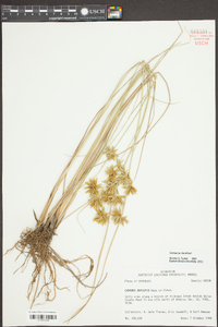 Cyperus oxylepis image