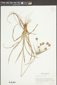 Cyperus plukenetii image