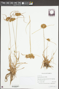 Cyperus polystachyos image