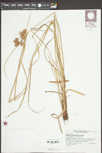 Cyperus pseudovegetus image