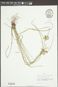 Cyperus pseudovegetus image