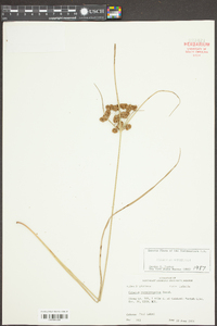 Cyperus pseudovegetus image