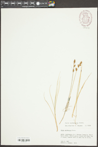 Carex mackenziei image