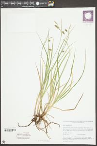 Carex magellanica image