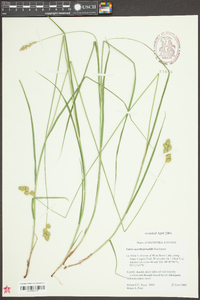 Carex merritt-fernaldii image