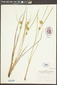 Carex michauxiana image