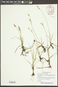 Carex microdonta image