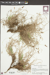 Carex montanensis image