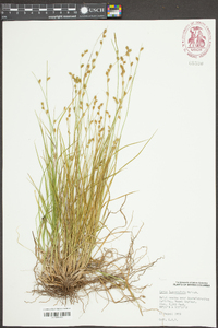 Carex laeviculmis image