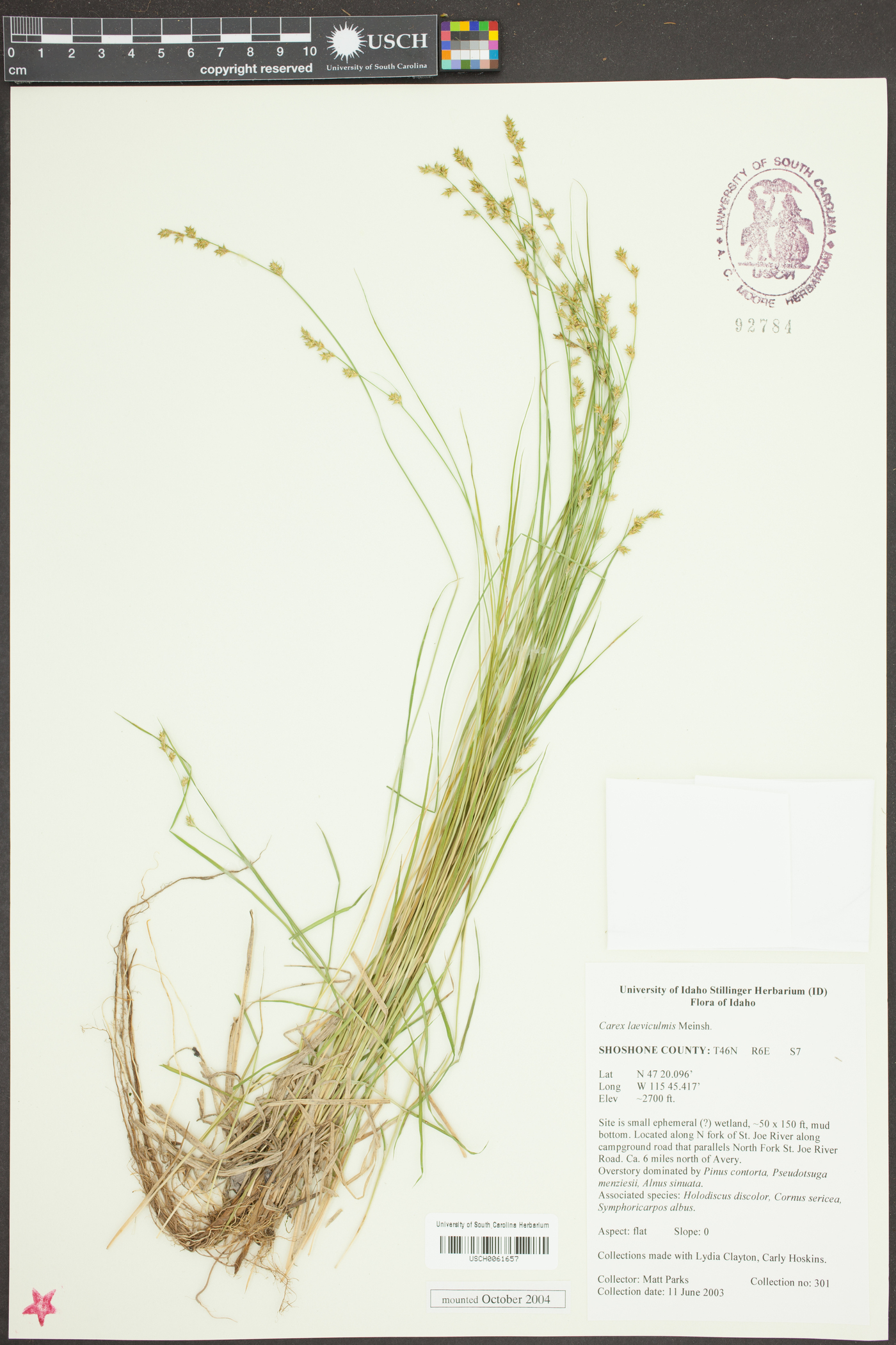 Carex laeviculmis image