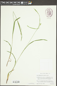 Carex leptonervia image