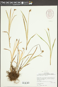 Carex nervina image