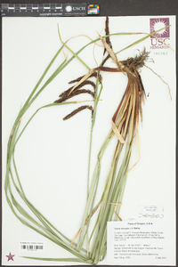 Carex obnupta image