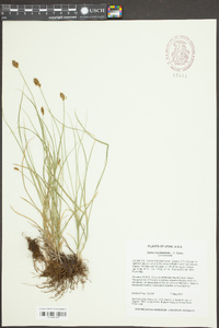 Carex occidentalis image