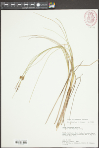 Carex oligosperma image