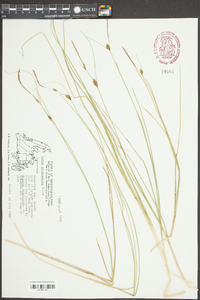 Carex oligosperma image