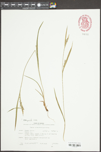 Carex ormostachya image