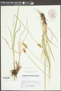 Carex otrubae image