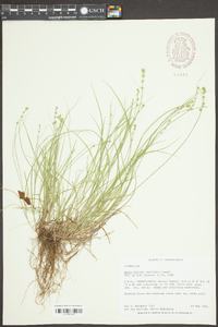 Carex radiata image