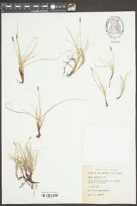 Carex rupestris image