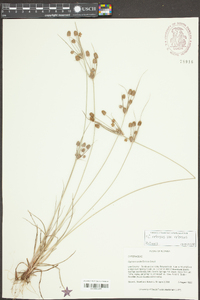 Cyperus retrorsus image