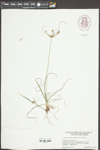 Cyperus retrorsus image