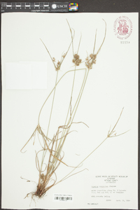 Cyperus retrorsus image