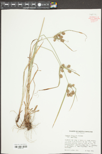 Cyperus retroflexus image