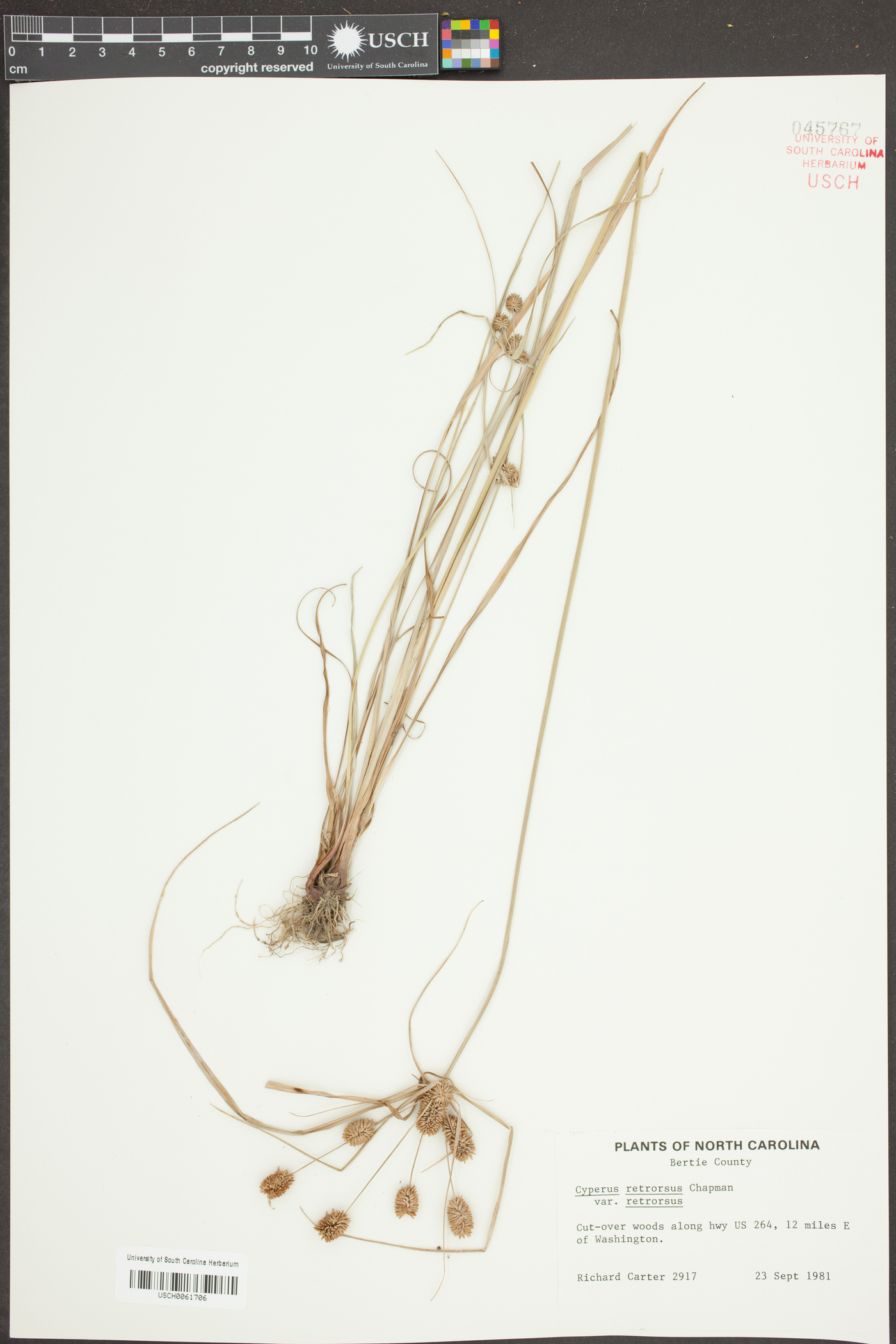 Cyperus retroflexus var. retroflexus image