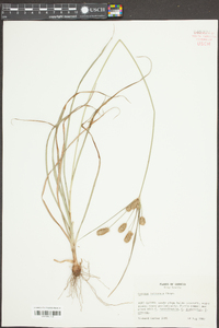 Cyperus retroflexus image