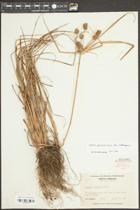 Cyperus retroflexus image