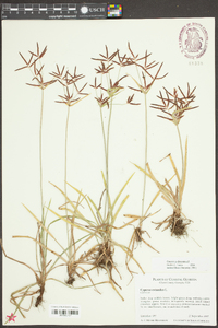 Cyperus rotundus image