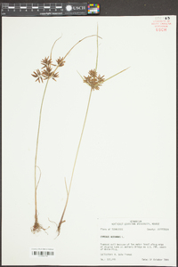 Cyperus rotundus image