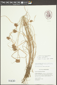 Cyperus louisianensis image